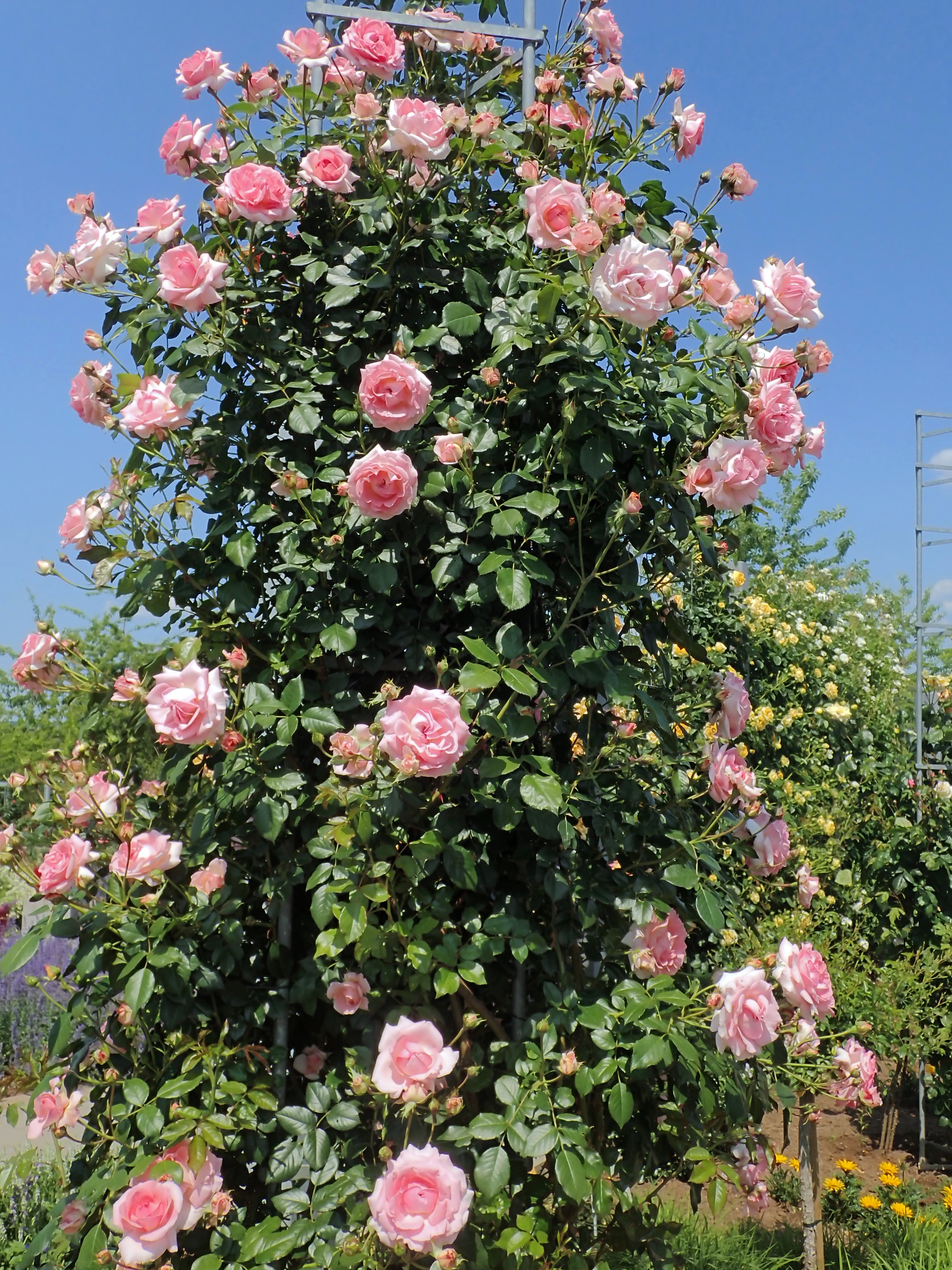 Rosa 'Sorbet'
